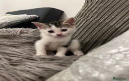 Domestic Shorthair cats for sale: Ekaterine  - Image 2