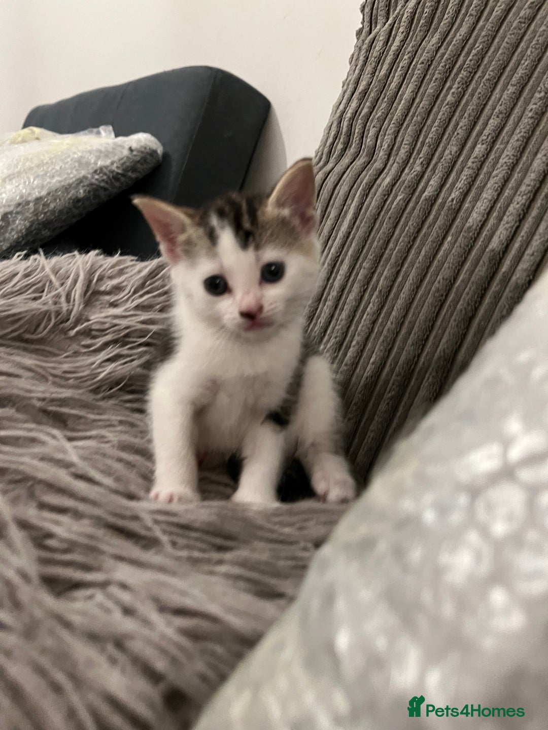 Domestic Shorthair cats for sale: Ekaterine  - Image 2