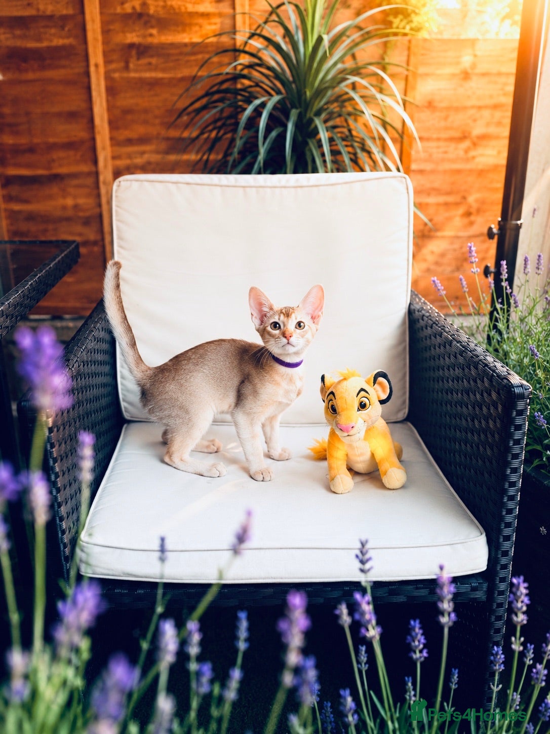 Abyssinian cats     Fu (福) 🏆✨ CHAMPION Silver Cinnamon Abyssinian - Advert 4