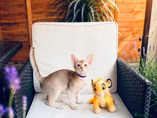 Abyssinian cats Fu (福) 🏆✨ CHAMPION Silver Cinnamon Abyssinian - Advert 4