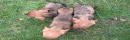 Dachshund dogs for sale: Dachshund puppies stunning red dapple   in Whitby - Advert 9