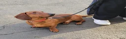 Dachshund dogs for sale: STANDARD DACHSHUND BOY kc registered  - Advert 13