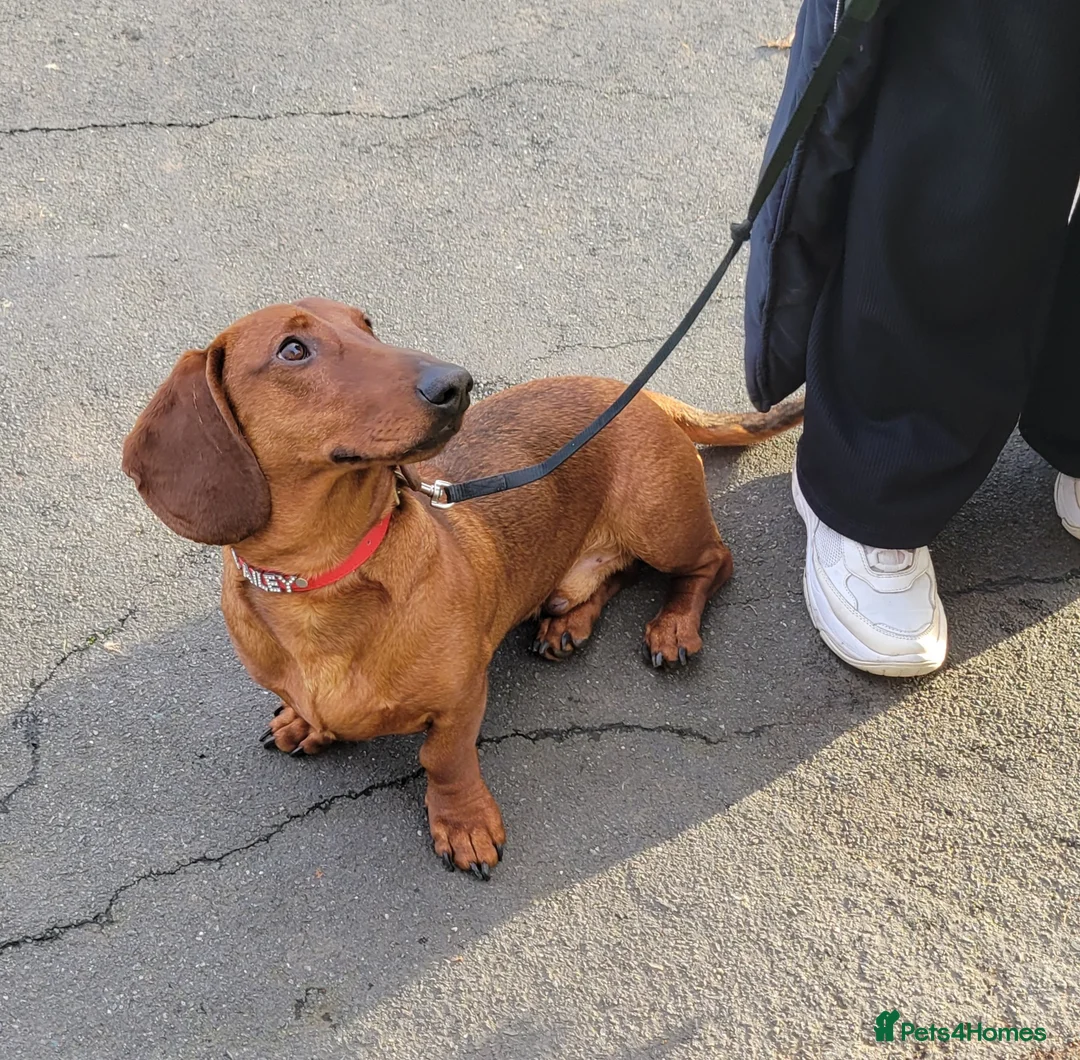 Dachshund dogs for sale: STANDARD DACHSHUND BOY kc registered  - Advert 13