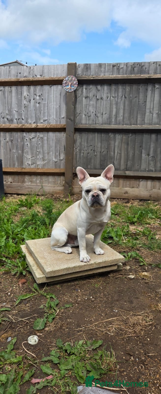 French Bulldog dogs Enzo. - Advert 8