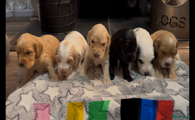Cockapoo dogs - Advert 9