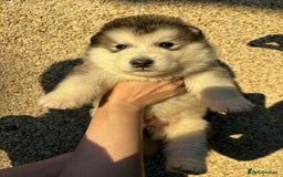Alaskan Malamute dogs for sale: KC registered Puppies Available - Image 1