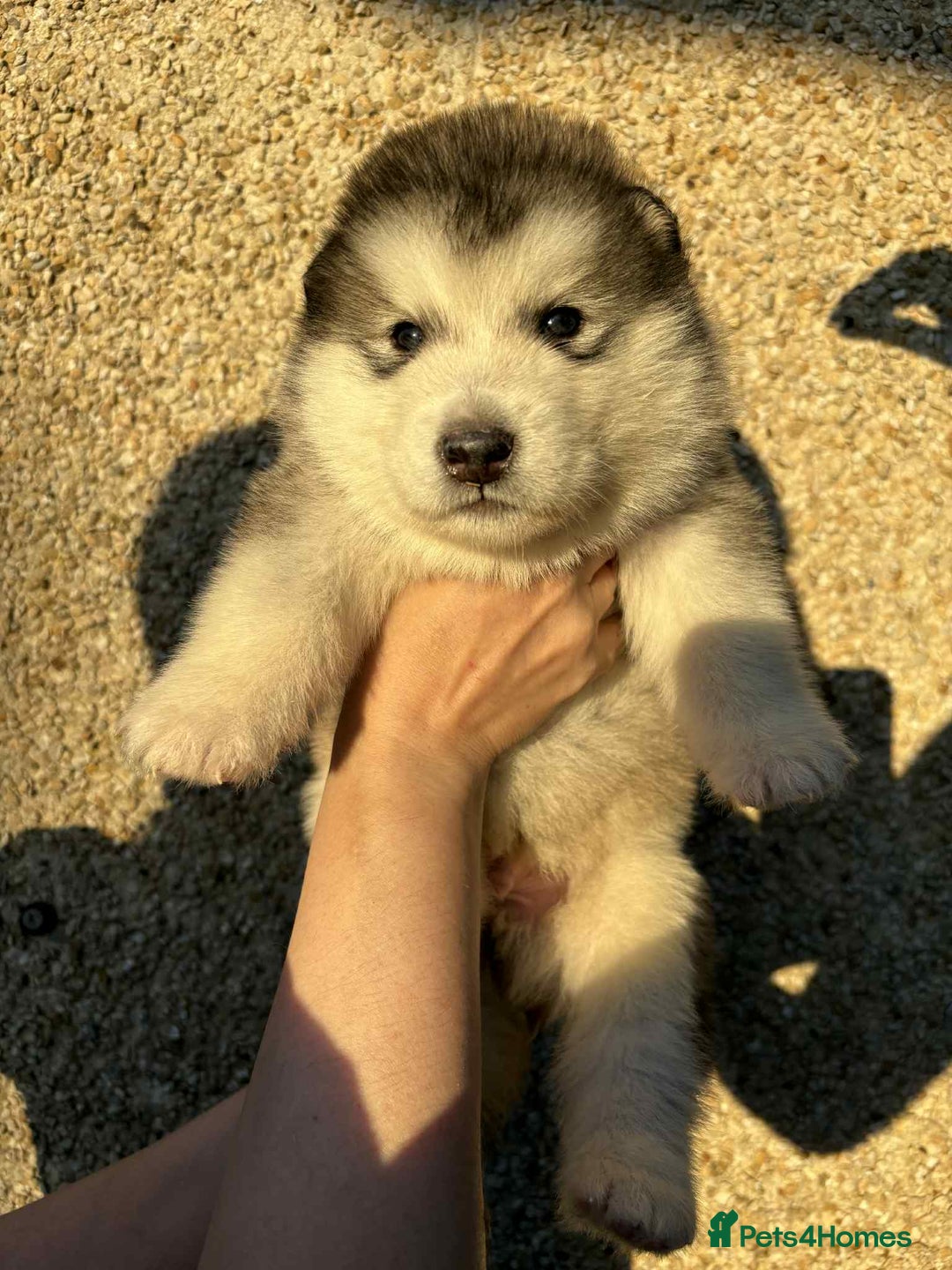 Alaskan Malamute dogs for sale: KC registered Puppies Available - Image 1