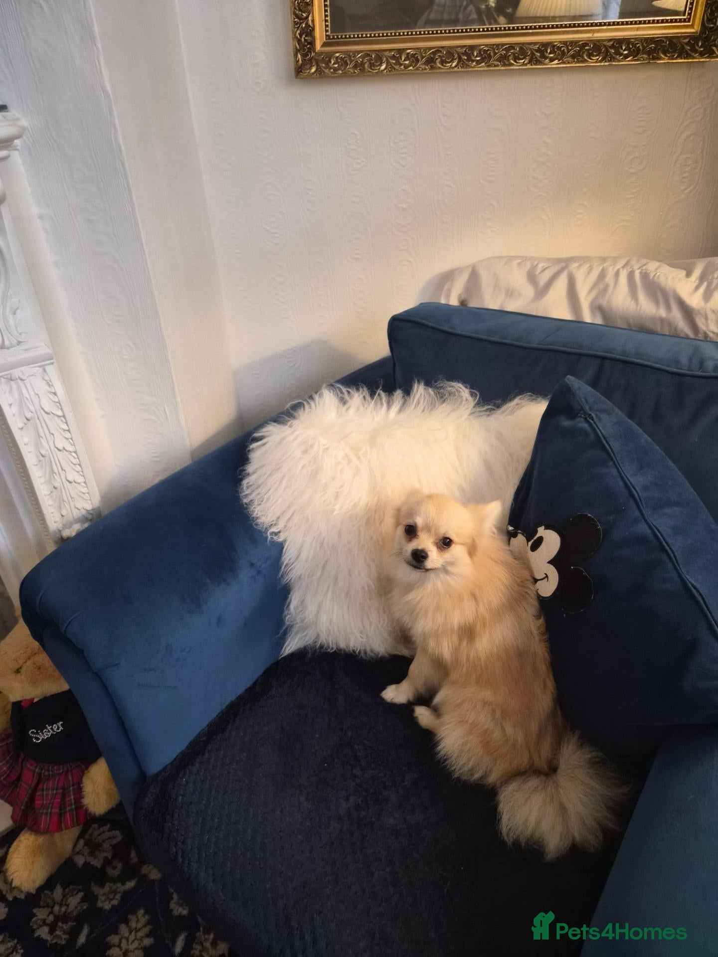 Pomeranian dogs Pomeranian for sale - Advert 1