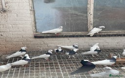 Pigeons birds for sale: Togi breeding pair - Image 6