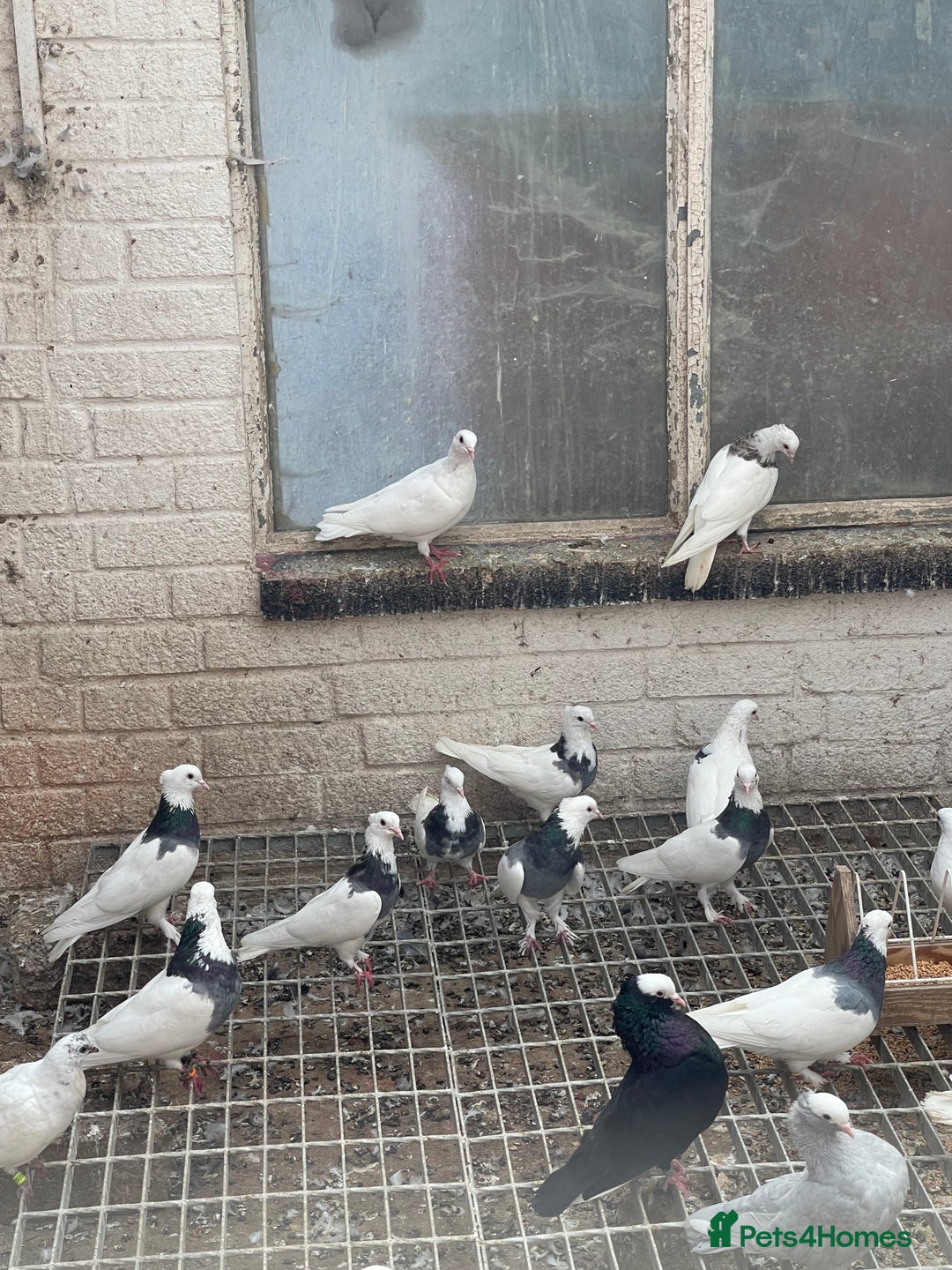 Pigeons birds for sale: Togi breeding pair - Image 6