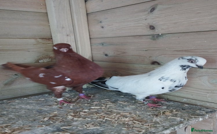 Pigeons birds - Advert 4
