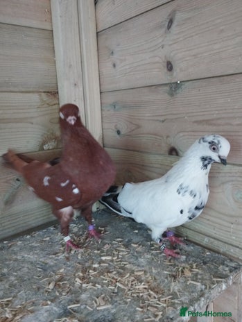 Pigeons birds - Advert 13