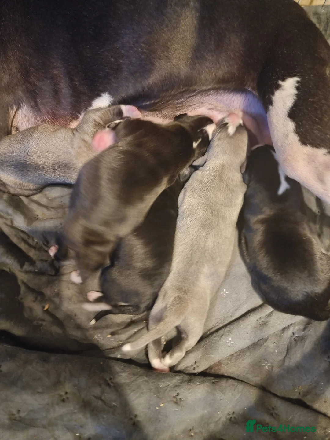 Whippet dogs for sale: Beautiful whippet puppys  in South Shields - Advert 4