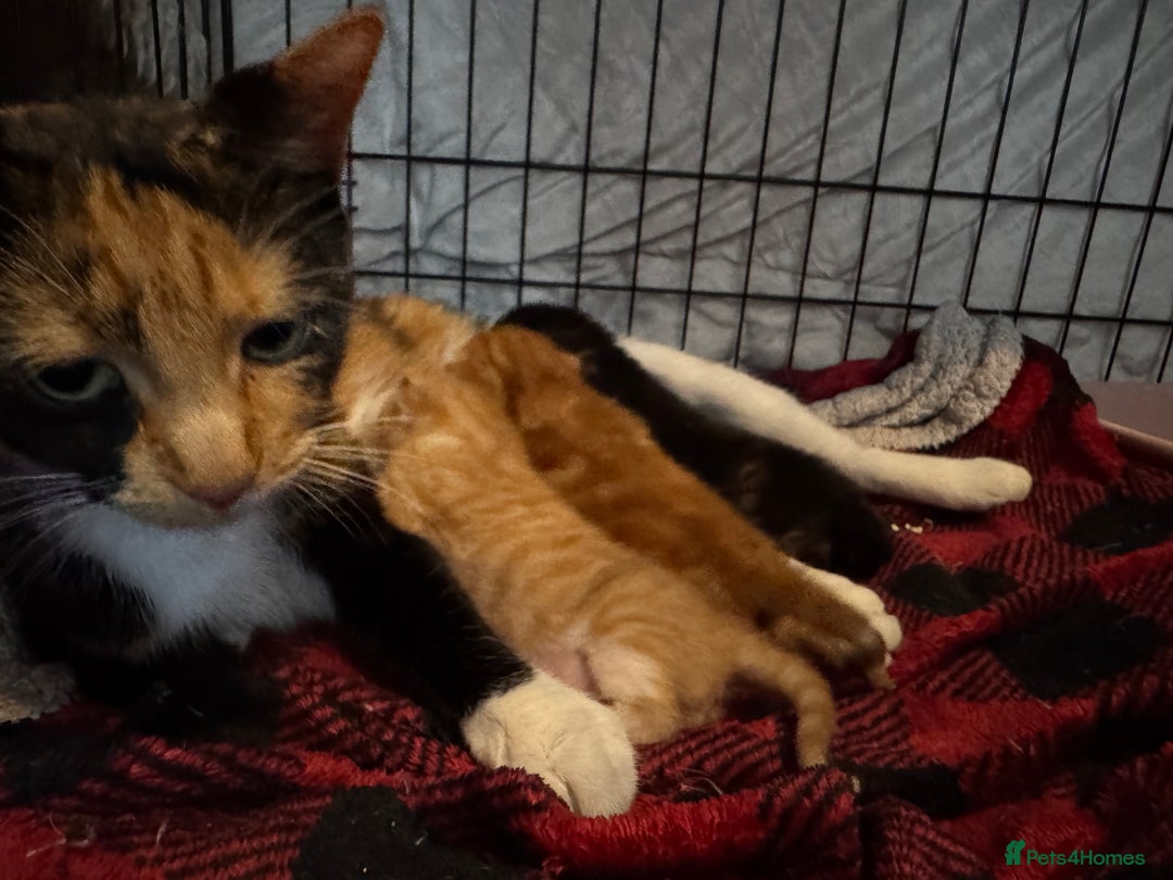 Brazilian Shorthair cats for sale: ***** Beautiful babies ***** - Image 8
