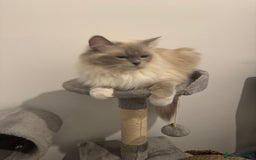 Ragdoll cats for sale: 👑👑Queens Ragdoll kittens 🐱 👑👑 - Image 8