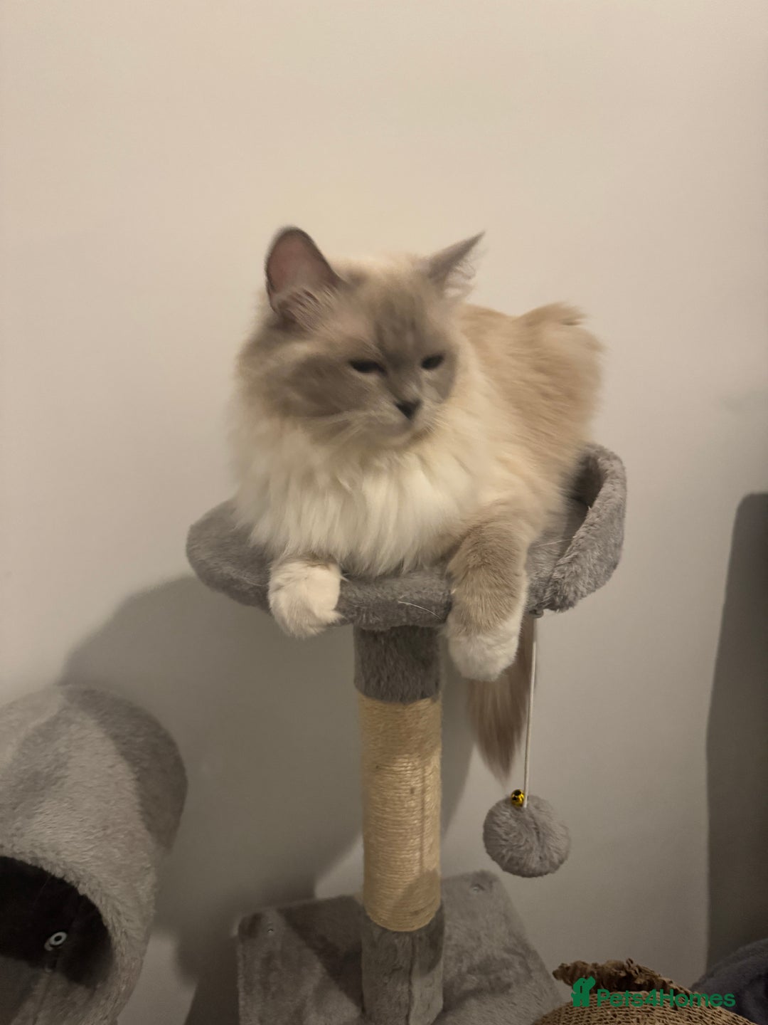 Ragdoll cats for sale: 👑👑Queens Ragdoll kittens 🐱 👑👑 - Image 8