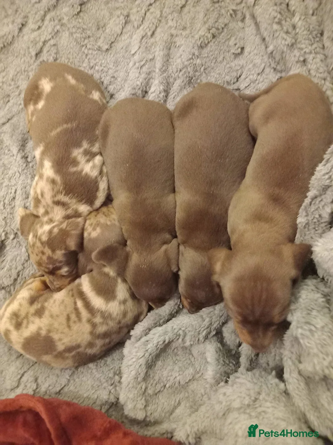 Miniature Dachshund dogs for sale: TRUE MINI DACHSHUND HEREDITARY PRA CLEAR - Advert 7