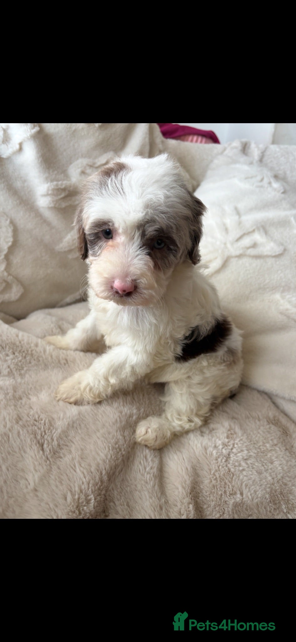 Cockapoo dogs Reduced ❗️❗️❗️Tiny toy cockapoo - Advert 6