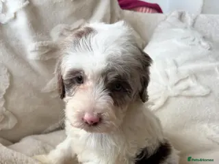 Cockapoo dogs Reduced ❗️❗️❗️Tiny toy cockapoo - Advert 1