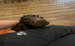 Cockapoo dogs for sale: Fluffy Thick coated F1 Cockapoos/DNA Health tested - Image 19