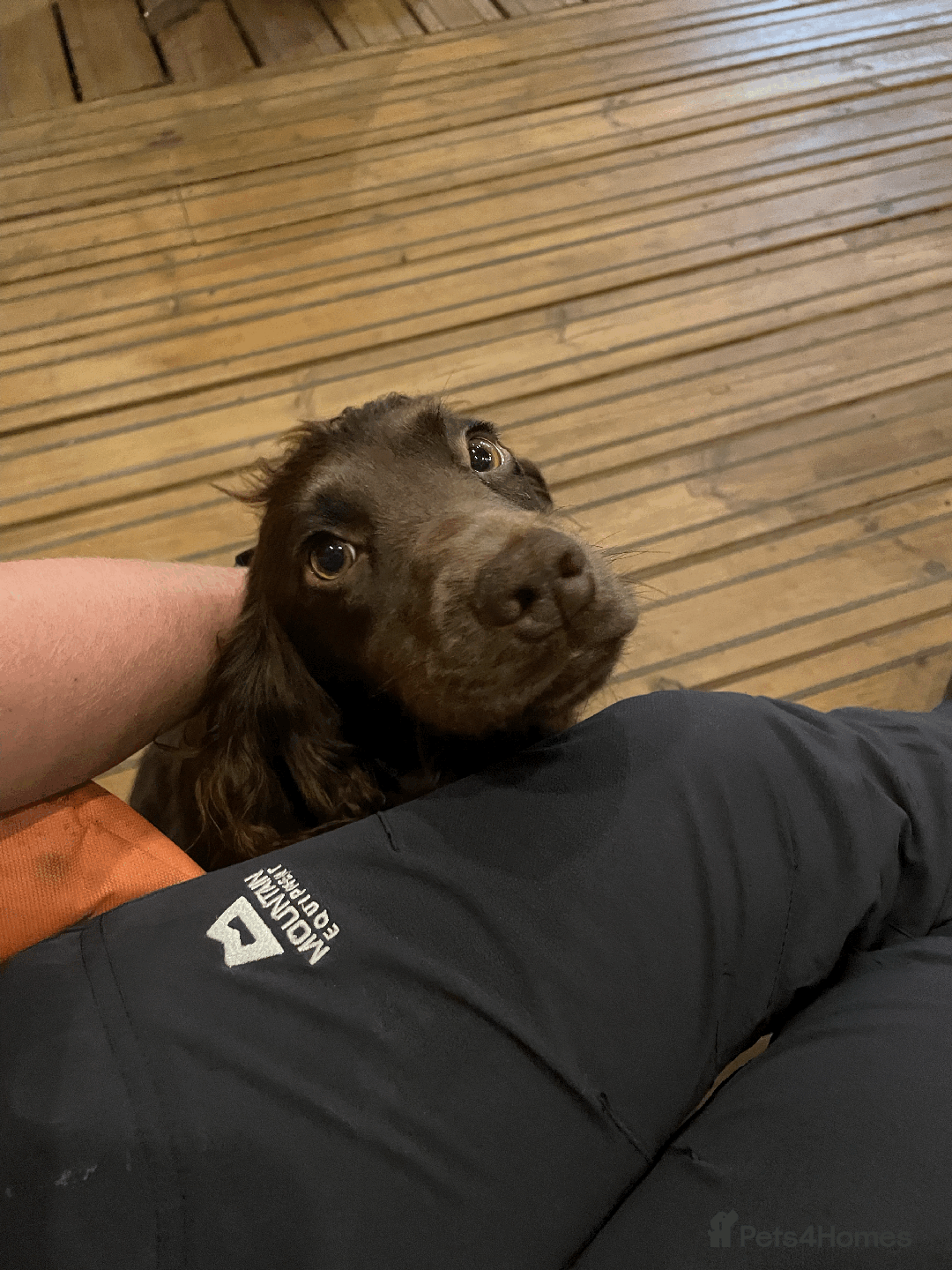 Cockapoo dogs for sale: Fluffy Thick coated F1 Cockapoos/DNA Health tested - Image 19