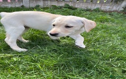 Labrador Retriever dogs for sale: KC Registered+Health checked Labrador puppies! in Rotherham - Image 7