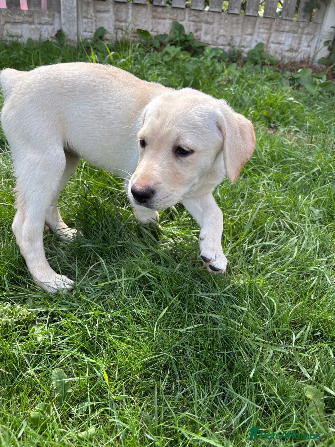 Labrador Retriever dogs for sale: KC Registered+Health checked Labrador puppies! in Rotherham - Image 7
