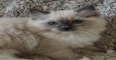 Ragdoll cats - Advert 7