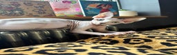 Sphynx cats for sale: Female sphynx cat 5 months old - Advert 9