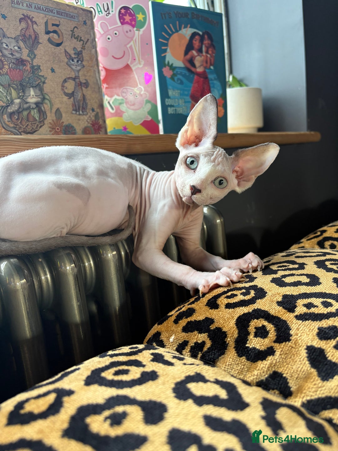Sphynx cats for sale: Female sphynx cat 5 months old - Advert 9