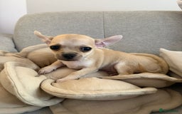Chihuahua dogs for sale: Chihuahua puppy boy in Poole - Image 1