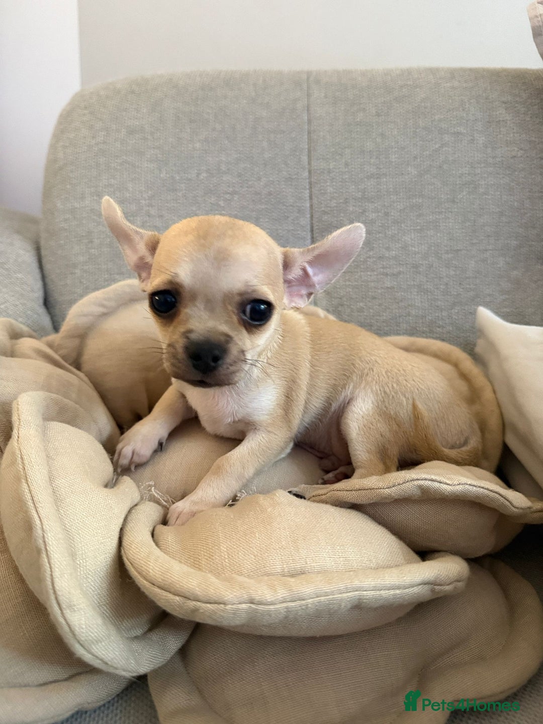 Chihuahua dogs for sale: Chihuahua puppy boy in Poole - Image 1