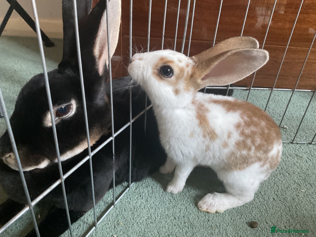 Rex rabbits for sale: Friendly velvety rex rabbits for sale - Image 24