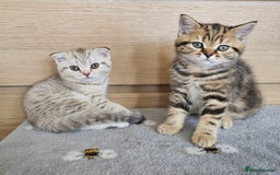 Scottish Fold cats for sale: Scottish Fold, Scottish Straight kittens for sale - Image 1