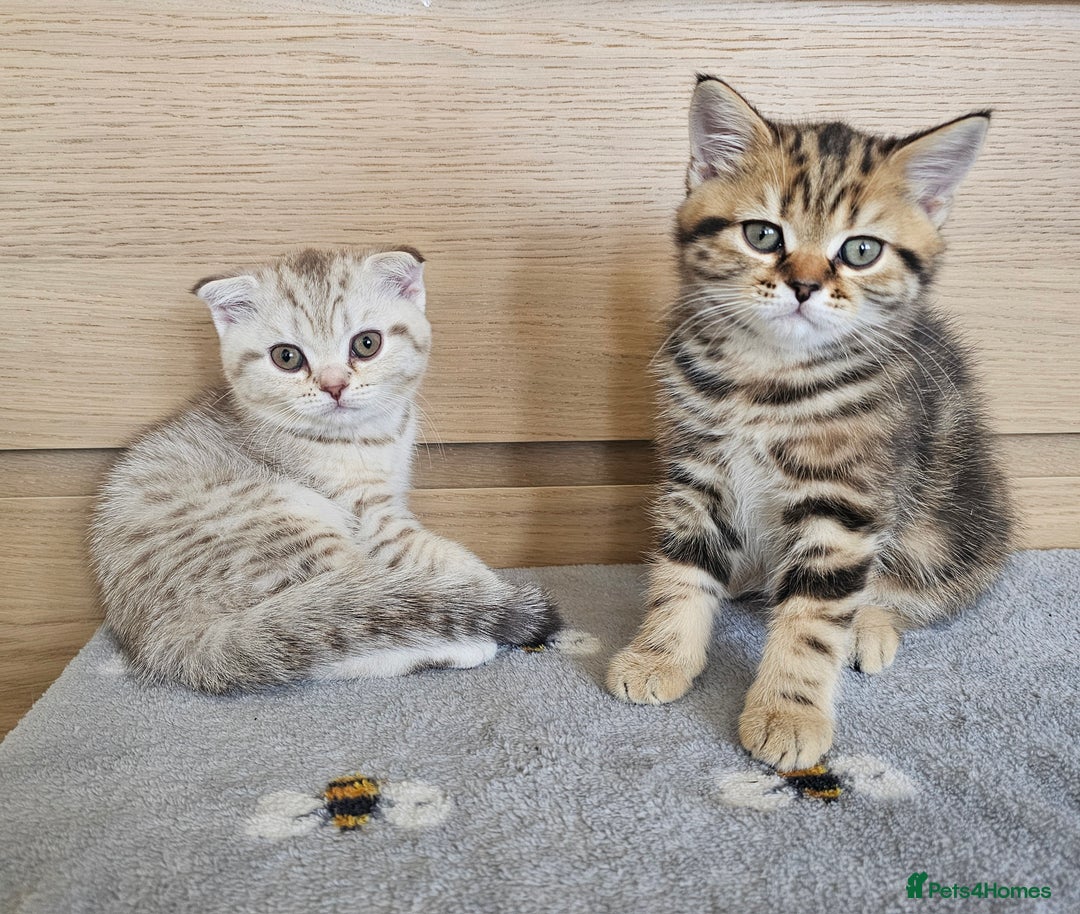 Scottish Fold cats for sale: Scottish Fold, Scottish Straight kittens for sale - Image 1