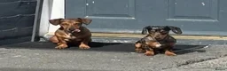 Dachshund dogs for sale: Miniature Dachshund in Penrith - Advert 3