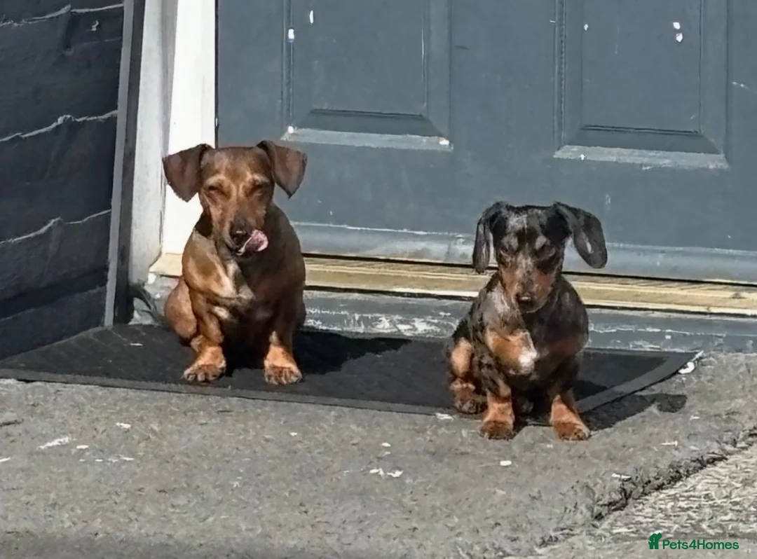 Dachshund dogs for sale: Miniature Dachshund in Penrith - Advert 3
