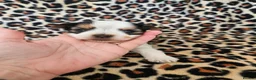 Yorkshire Terrier dogs for sale: DNA tested parents Biewer and Ocean Pearl puppies - Advert 7