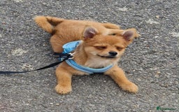 Mixed Breed dogs for sale: Yorkshire Terrier x Pomeranian - Image 2