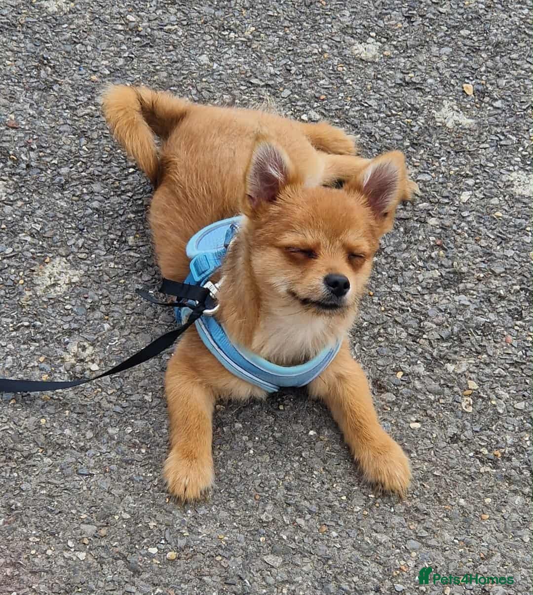 Mixed Breed dogs for sale: Yorkshire Terrier x Pomeranian - Image 2