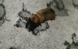 Boxer dogs for sale: Boxer puppies - Image 13
