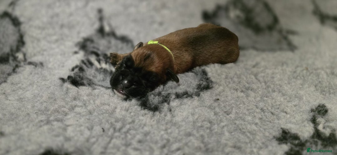 Boxer dogs for sale: Boxer puppies - Image 13