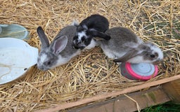 French Lop rabbits for sale: Giant french lops  - Image 1