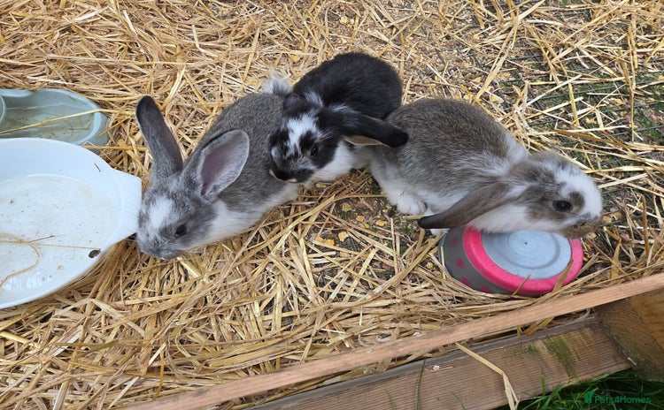 French Lop rabbits - Advert 1