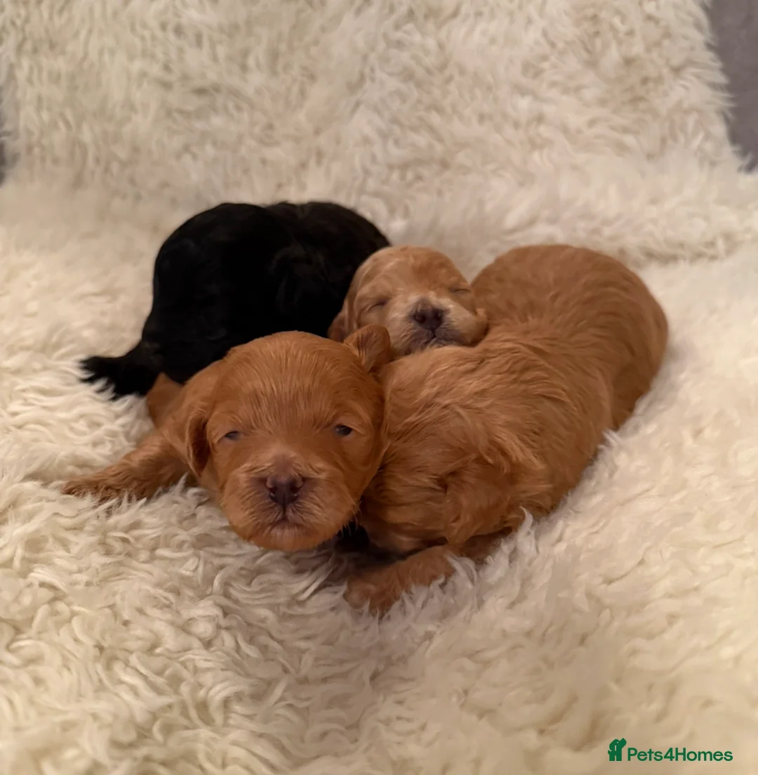 Lhasapoo dogs for sale: Lhasapoo pups (doodles) F1b  - Advert 27