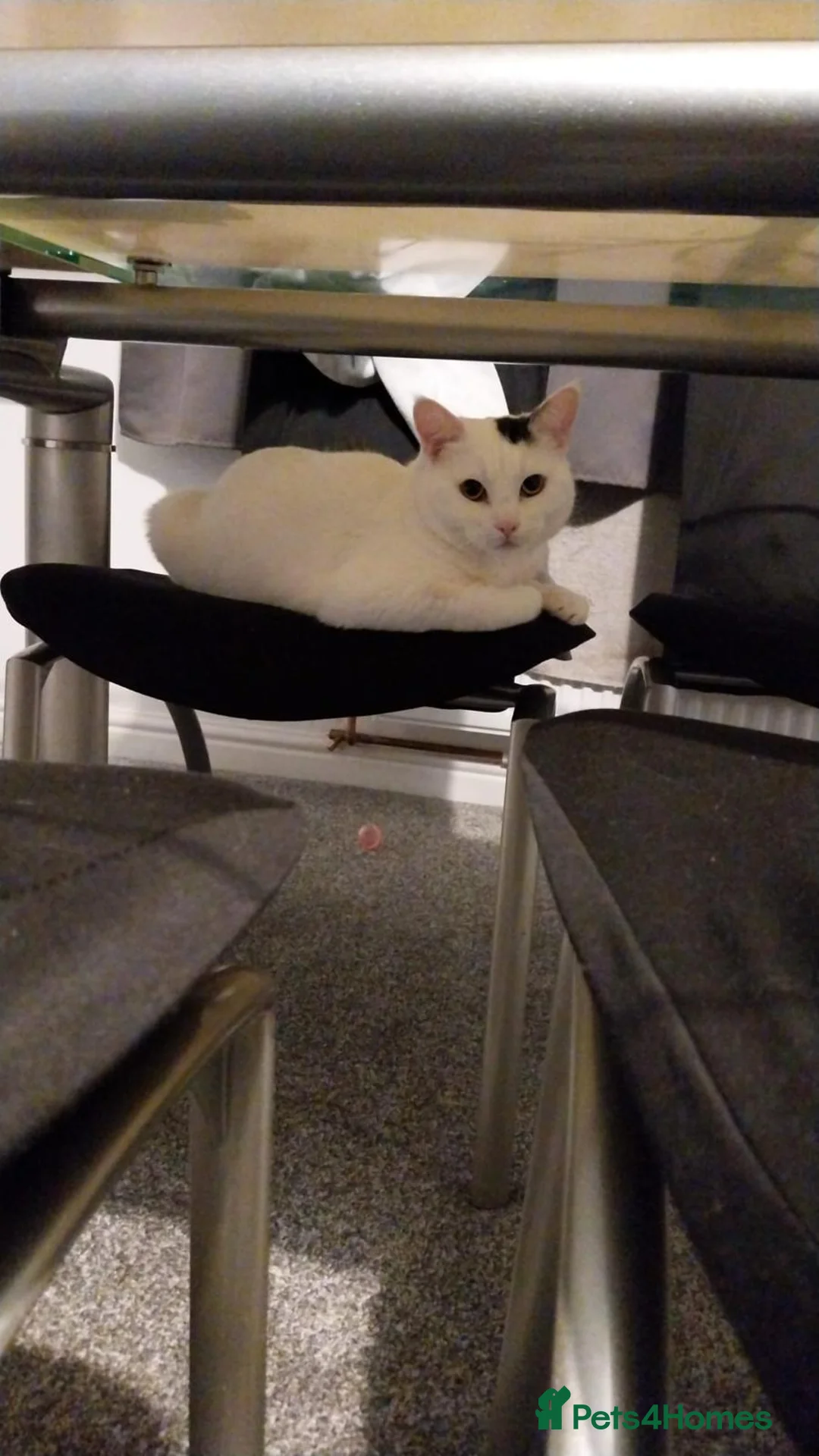 Domestic Shorthair cats for sale: 2 cats  - Advert 2