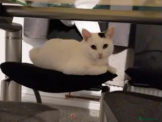 Domestic Shorthair cats 2 cats - Advert 7