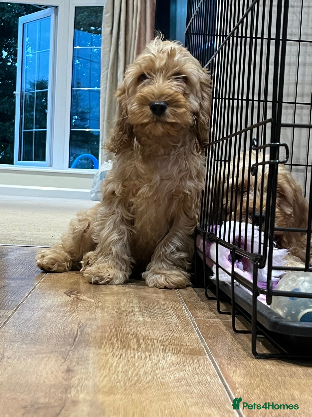 Cockapoo dogs for sale: Healthy Cockapoos boys fully vaccinated  - Image 18