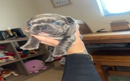 French Bulldog dogs for sale: Blue French bulldogs - Image 4