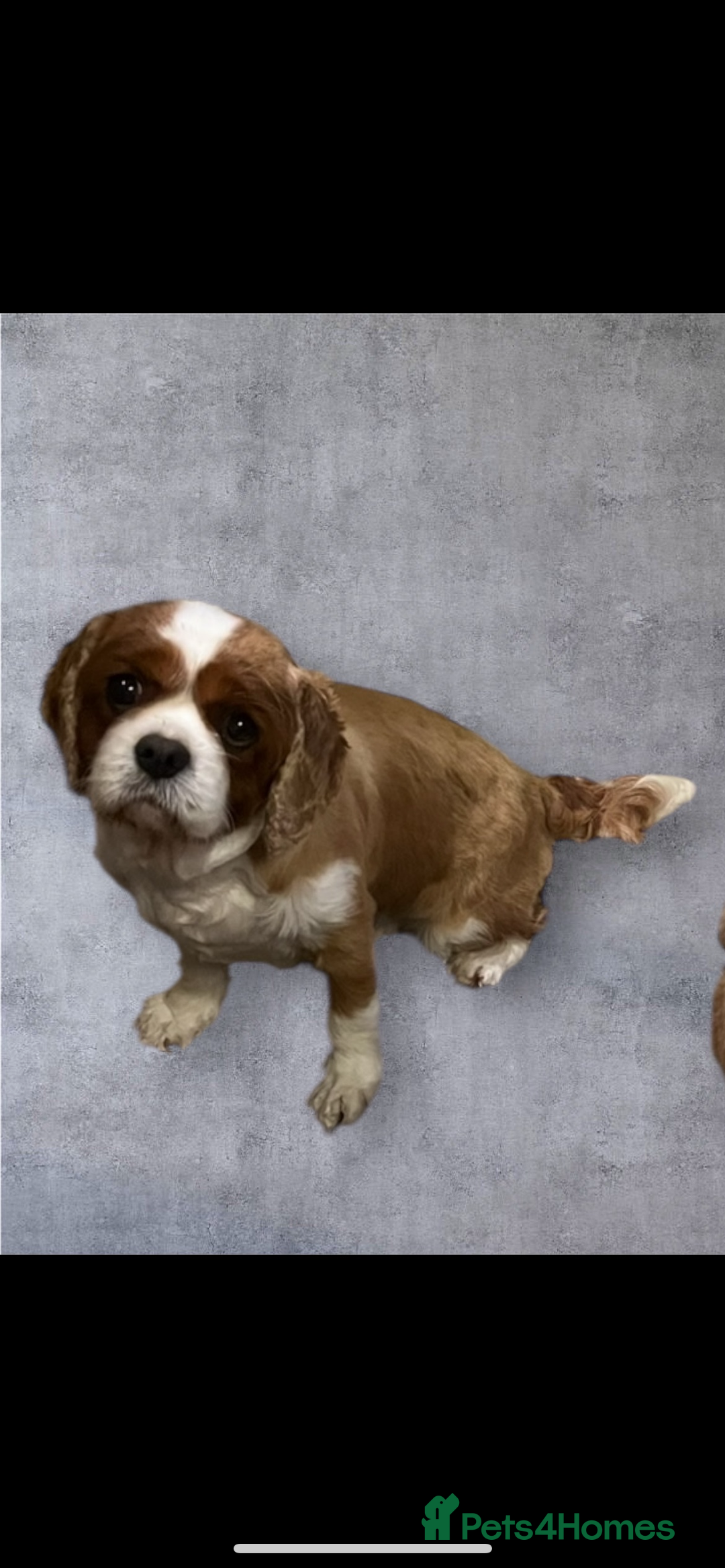 Cavalier King Charles Spaniel dogs for sale: Genuine sale of my 2 cavaliers (speyed) - Advert 8